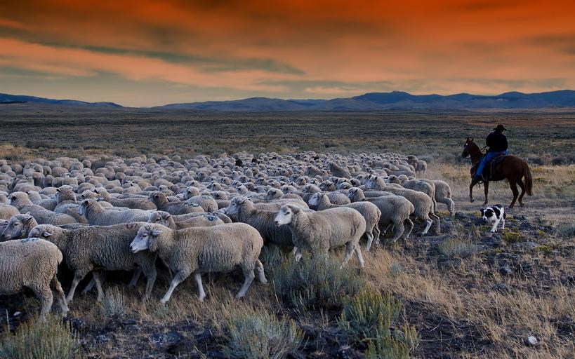 Idaho, a state serviced by PSWI, where sheep graze